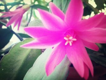 Close-up of pink flower