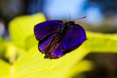 Close-up of purple butterfly pollinating on green leaf.