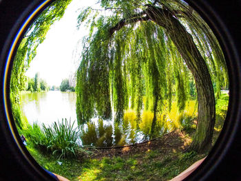 Reflection of trees in lake against sky