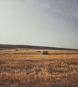 Scenic view of field against clear sky