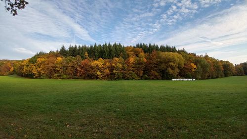 Trees on field against sky