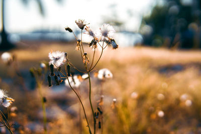 Close-up of wilted flower on field