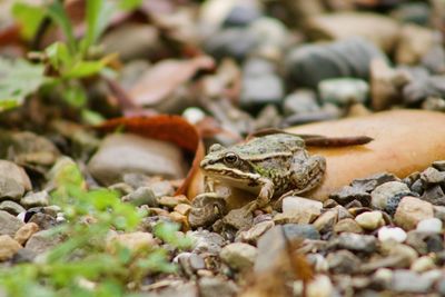 Close-up of frog on rock