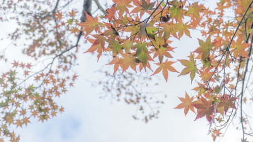 Low angle view of maple leaves on tree