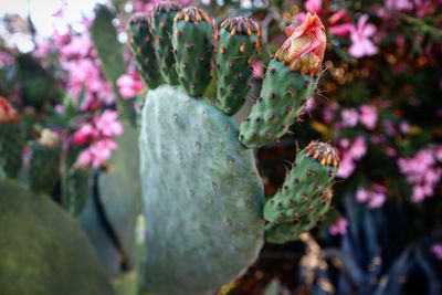 Close-up of succulent plant