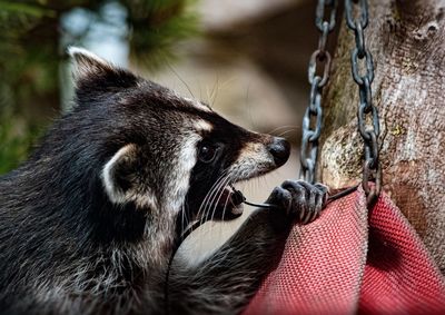 Close-up of an animal