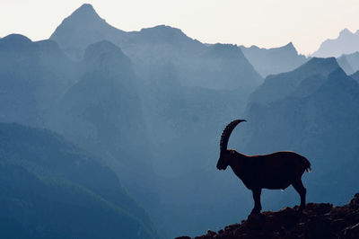 Ibex silhouette