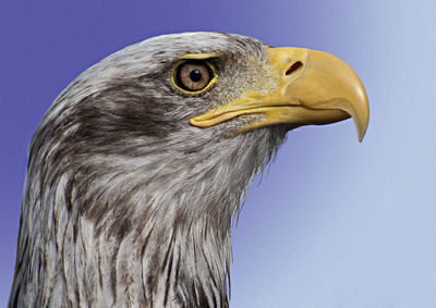 Close-up of eagle against clear purple sky