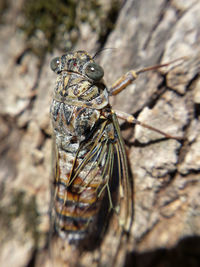 Close-up of insect on tree trunk