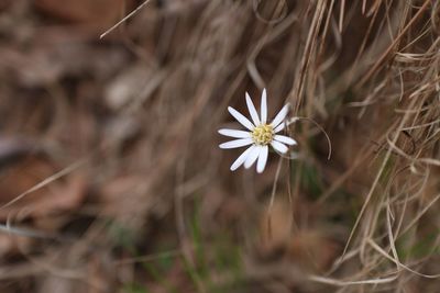 Close-up of flower blooming outdoors