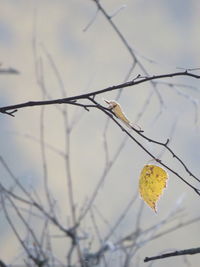 Close-up of dry leaves on branch