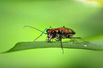 insect