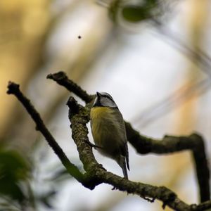 Low angle view of bird perching on branch