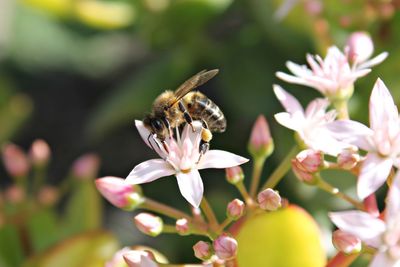 Close-up of bee pollinating on flower