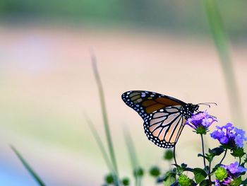 Butterfly on flower
