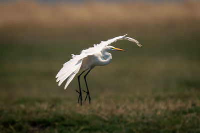 Bird on field