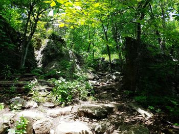 Trees in forest