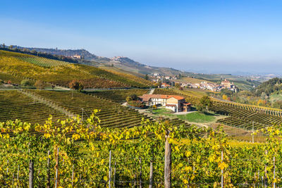 Landscape with vineyards near barolo during fall season, piedmont region, italy