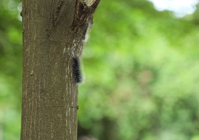 Close-up of tree trunk