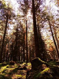 Low angle view of trees in forest