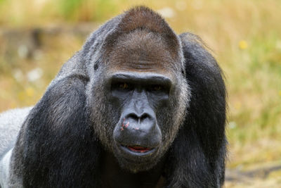 Close-up portrait of gorilla at zoo