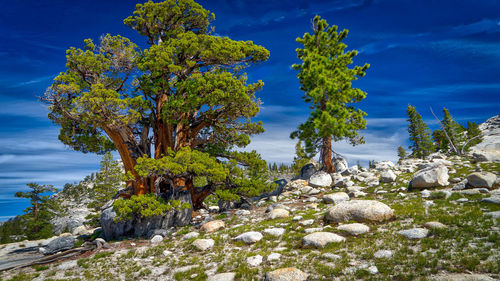 Trees growing on hill against blue sky