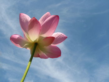 Low angle view of pink flowering plant against sky