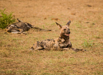 Lion lying in a field