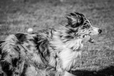 Close-up of dog looking away on field