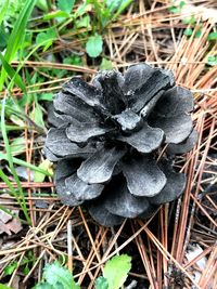 Close-up of snake on grass