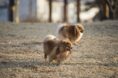 View of a dog on field