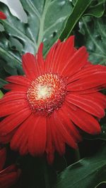 Close-up of red flower blooming outdoors