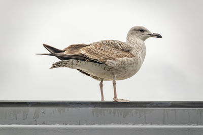 Seagulls on building roof in nature