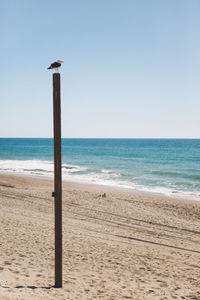 Bird perching on wooden post at beach against clear sky