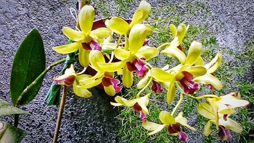 Close-up of yellow flower