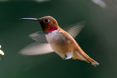 Close-up of bird flying