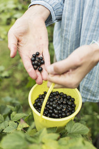 High angle view of hand with black currants while holding bucket