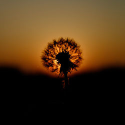 Close-up of dandelion against sky at sunset