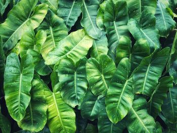 Full frame shot of green leaves