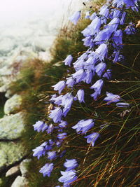 Close-up of purple flowering plant
