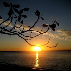 Close-up of silhouette tree against sea during sunset
