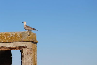 Low angle view of bird perching against clear blue sky