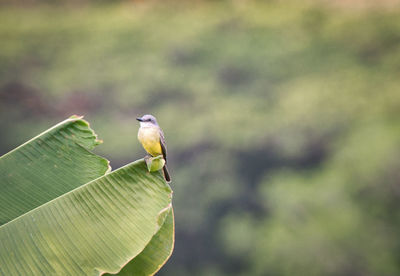 Close-up of bird perching on leaf