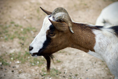 Close-up of goat on field