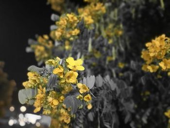 Close-up of yellow flowers blooming outdoors