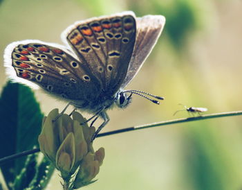 Close-up of butterfly pollinating on flower