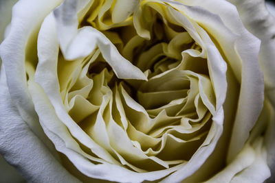 Close-up of white rose