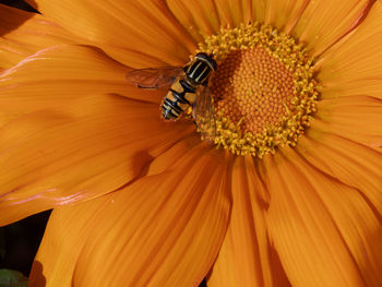 Close-up of bee on yellow flower