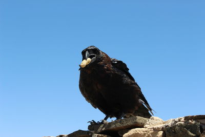 Low angle view of eagle perching against clear blue sky