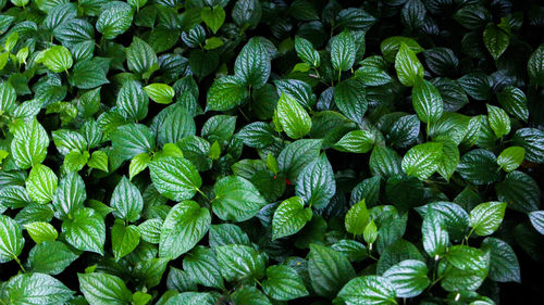 Full frame shot of plants